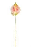 Anthurium Rosa h 70 cm