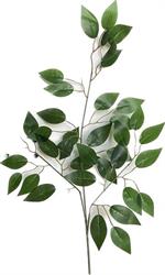 Foglia Ficus