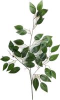 Foglia Ficus