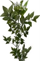Jasmine Spry h 80 cm