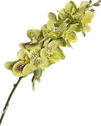 Ramo Orchidea Vanda Verde h 70 cm