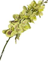 Ramo Orchidea Vanda Verde h 70 cm