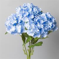 Bush Ortensia Blu h 65 cm 5F