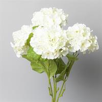 Bush Ortensia Crema h 65 cm 5F