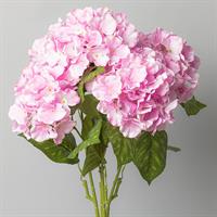 Bush Ortensia Rosa h 65 cm 5F