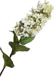 Ortensia Paniculata Crema h 80 cm