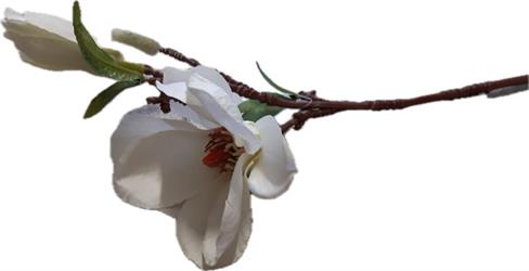 Pick Magnolia Bianco h 37 cm