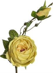 Rosa Austin Giallo h 60 cm 2F