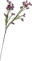 Wax Flower Spray Vinaccia h 70 cm
