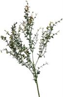 Ramo Eucalipto Verde h 75 cm