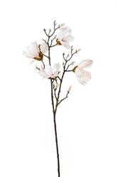 Ramo Magnolia