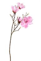 Ramo Magnolia Rosa h 86 cm 4F