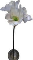 Ramo Amarillis Bianco h 65 cm 3F