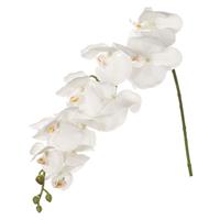 Ramo Orchidea Bianco h 105 cm 10F
