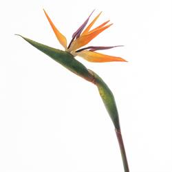 Ramo Sterlizia Arancio h 86 cm