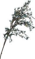 Ramo Star Flower Spray Blu Petrolio h 1 mt 105T