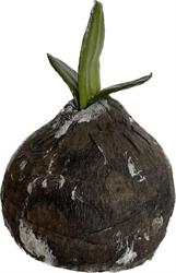 Bulbo Amarillis h 14 cm d 9 cm