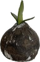 Bulbo Amarillis h 14 cm d 9 cm