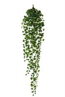 Edera Pendente Variegato h 180 cm