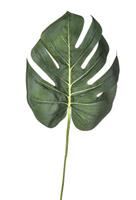Foglia Filodendro Verde h 33 cm