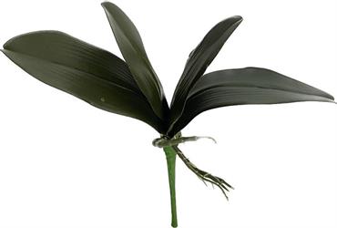 Foglia Orchidea Verde h 24 cm 4F