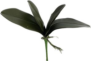 Foglia Orchidea Verde h 24 cm 4F
