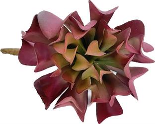 Pianta Grassa Bordo' h 15 cm