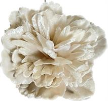 Pick Peonia De Luxe Bianco h 12 cm