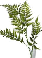 Ramo Felce Verde h 111 cm