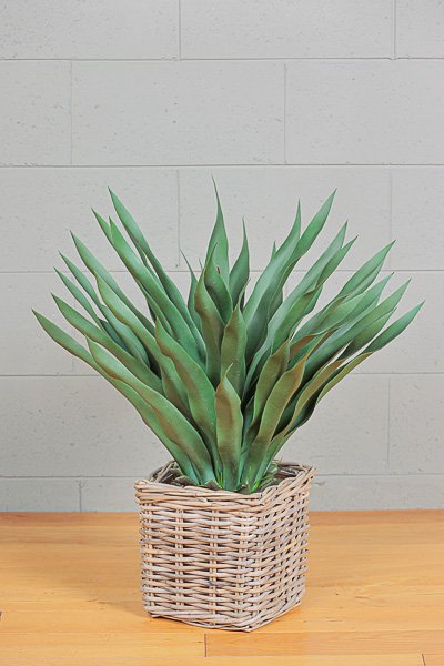 Pianta Agave C/Vaso Verde h 70 cm