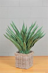 Pianta Agave C/Vaso Verde h 70 cm
