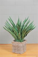 Pianta Agave C/Vaso Verde h 70 cm