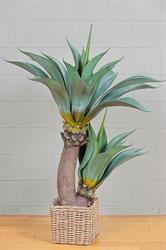 Pianta Agave C/Vaso Verde h 140 cm 2R