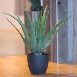 Pianta Aloe C/Vaso Verde h 66 cm