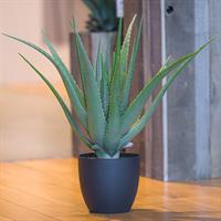 Pianta Aloe C/Vaso Verde h 66 cm