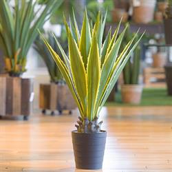 Pianta Agave C/Vaso Verde h 100cm 19F