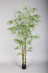 Pianta Bamboo C/Vaso Verde h 180 cm 9R