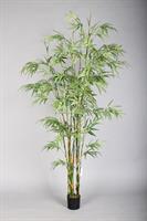 Pianta Bamboo C/Vaso Verde h 180 cm 9R