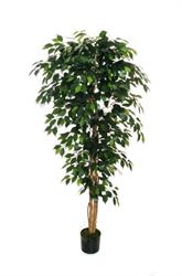 Pianta Ficus Benjamin
