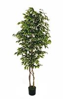 Pianta Ficus Benjamin Variegato h 180 cm Vaso Ø 18 cm 1176F