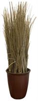 Pianta Festuca C/Vaso Naturale h 61 cm 1275F