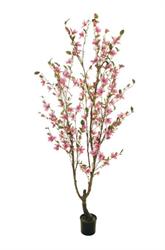 Pianta Magnolia C/Vaso