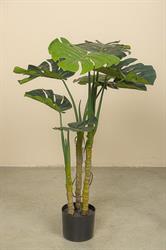 Pianta Monstera C/Vaso