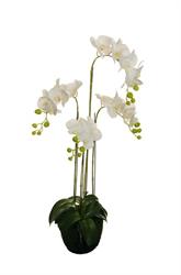 Pianta Orchidea