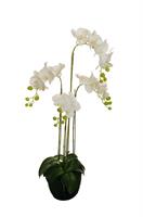 Pianta Orchidea