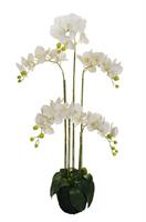 Pianta Orchidea Bianco h 125 cm 5R