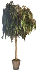 Pianta Salice Willow C/Vaso Verde h 2 mt