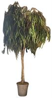Pianta Salice Willow C/Vaso Verde h 2 mt