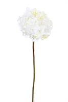 Ramo Ortensia Singola Bianco h 55 cm