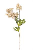 Ramo Lilla' Champagne h 75 cm x5
